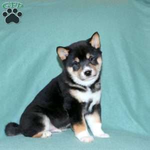 Echo, Shiba Inu Puppy