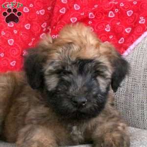 Echo, Soft Coated Wheaten Terrier Puppy