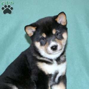 Echo, Shiba Inu Puppy