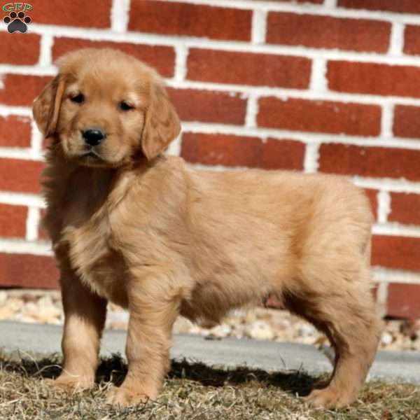 Echo, Golden Retriever Puppy