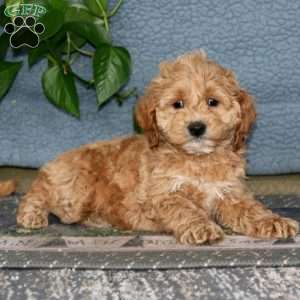 Echo, Cockapoo Puppy