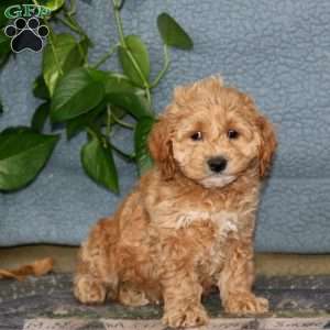 Echo, Cockapoo Puppy