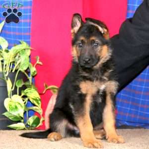 Echo, German Shepherd Puppy