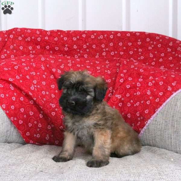 Eclair, Soft Coated Wheaten Terrier Puppy