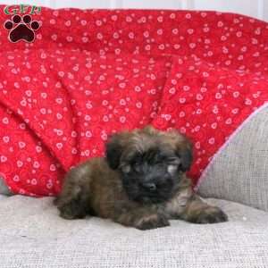 Eclair, Soft Coated Wheaten Terrier Puppy