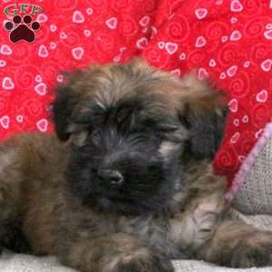 Eclair, Soft Coated Wheaten Terrier Puppy