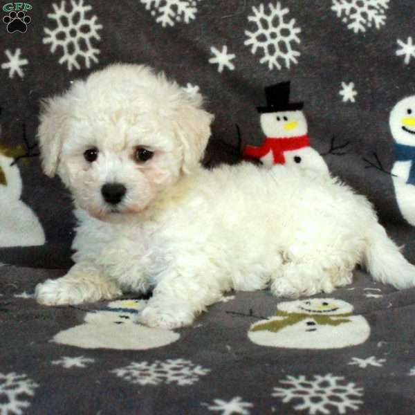 Eddie, Bichon Frise Puppy