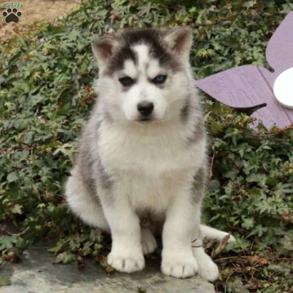 Eddie, Siberian Husky Puppy