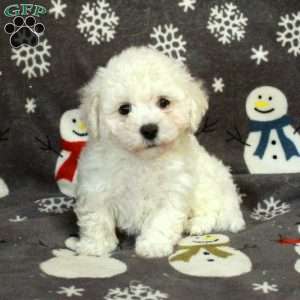 Eddie, Bichon Frise Puppy