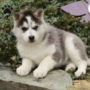 Eddie, Siberian Husky Puppy