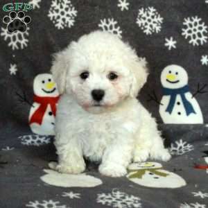 Eddie, Bichon Frise Puppy