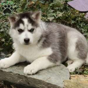 Eddie, Siberian Husky Puppy