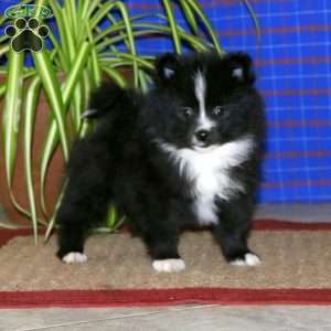 Eddie, Pomeranian Puppy