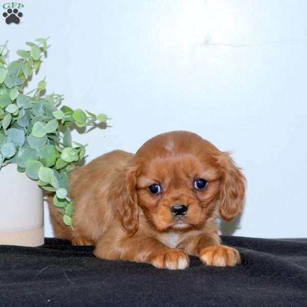 Eddy, Cavalier King Charles Spaniel Puppy