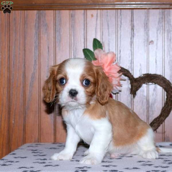 Eddy, Cavalier King Charles Spaniel Puppy