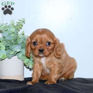 Eddy, Cavalier King Charles Spaniel Puppy