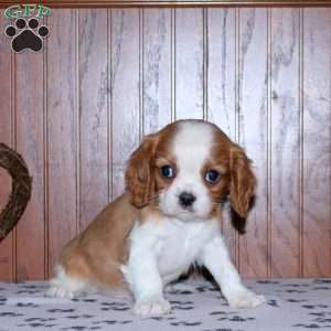 Eddy, Cavalier King Charles Spaniel Puppy