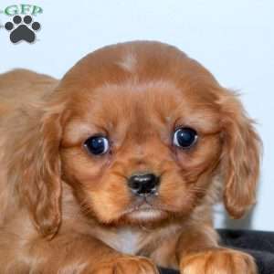 Eddy, Cavalier King Charles Spaniel Puppy