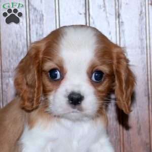 Eddy, Cavalier King Charles Spaniel Puppy