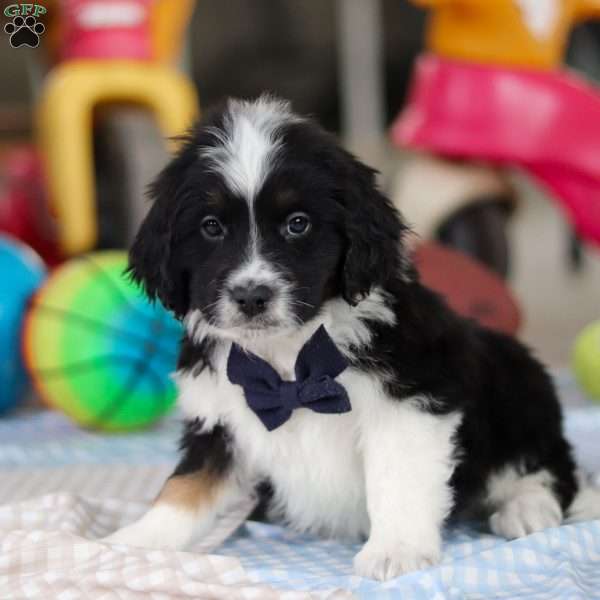 Eden, Saint Berdoodle Puppy