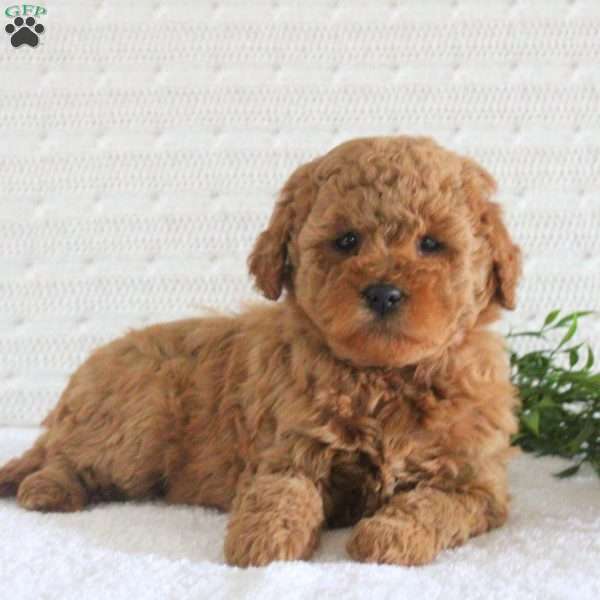 Eden F1B, Mini Goldendoodle Puppy