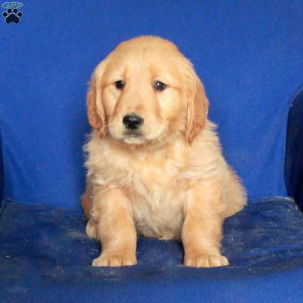 Eden, Golden Retriever Puppy