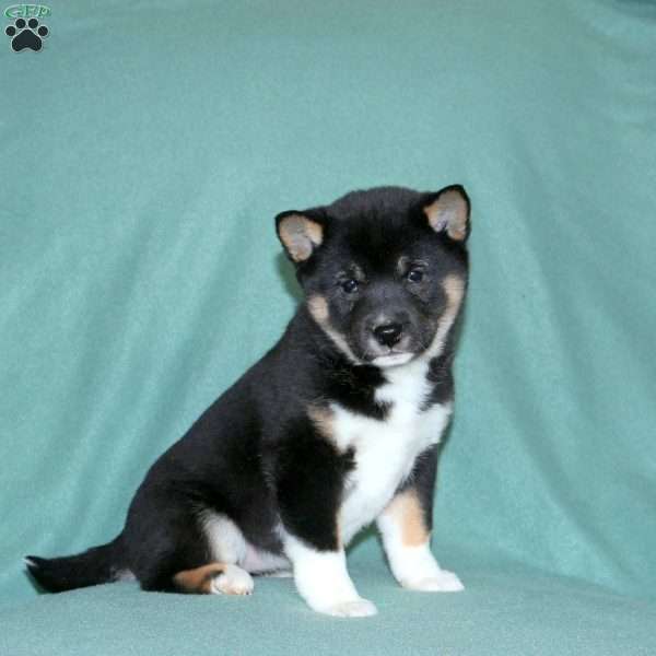 Eden, Shiba Inu Puppy