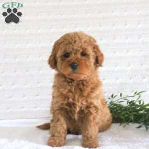 Eden F1B, Mini Goldendoodle Puppy