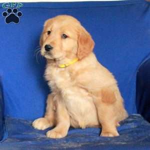 Eden, Golden Retriever Puppy