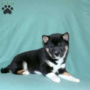 Eden, Shiba Inu Puppy