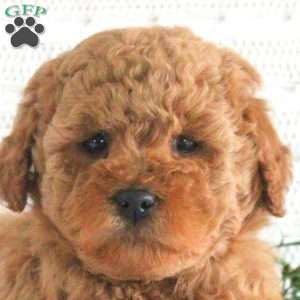 Eden F1B, Mini Goldendoodle Puppy