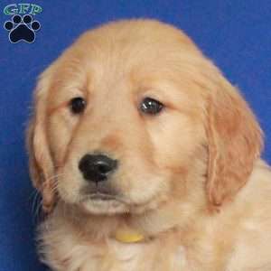 Eden, Golden Retriever Puppy