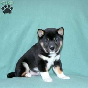 Eden, Shiba Inu Puppy