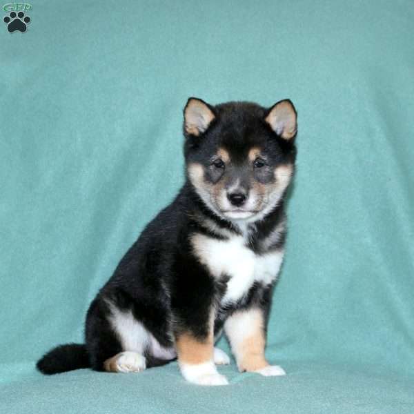 Edison, Shiba Inu Puppy