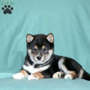 Edison, Shiba Inu Puppy