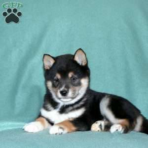 Edison, Shiba Inu Puppy