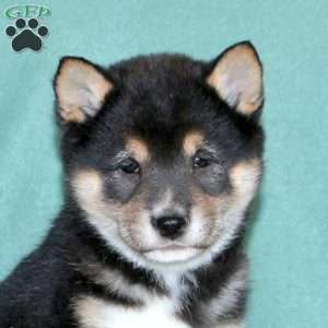 Edison, Shiba Inu Puppy