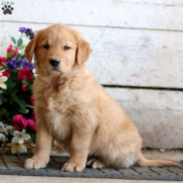 Edwin, Golden Retriever Puppy