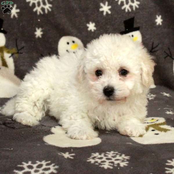 Effie, Bichon Frise Puppy