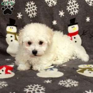 Effie, Bichon Frise Puppy