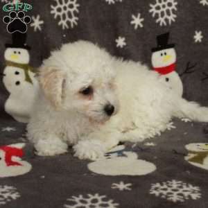 Effie, Bichon Frise Puppy