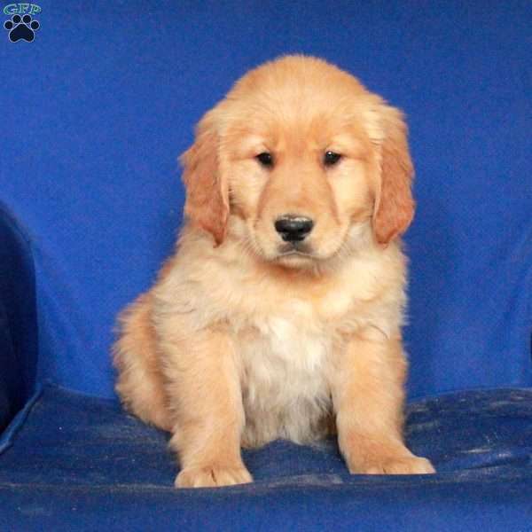 Elaine, Golden Retriever Puppy