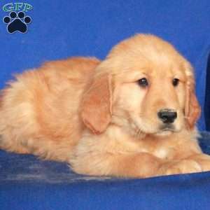 Elaine, Golden Retriever Puppy