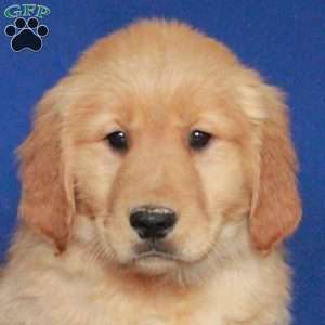 Elaine, Golden Retriever Puppy