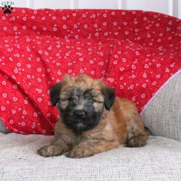 Elfie, Soft Coated Wheaten Terrier Puppy