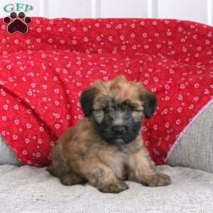 Elfie, Soft Coated Wheaten Terrier Puppy