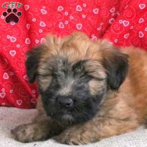 Elfie, Soft Coated Wheaten Terrier Puppy