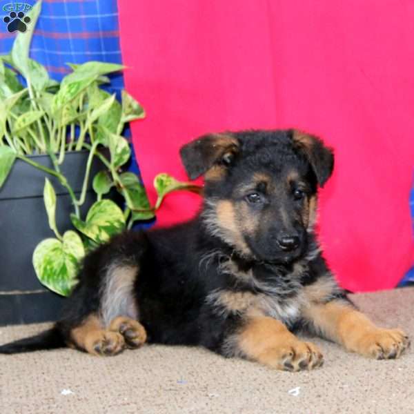 Eli, German Shepherd Puppy