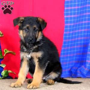 Eli, German Shepherd Puppy