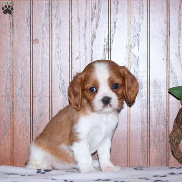 Elisa, Cavalier King Charles Spaniel Puppy